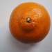 Orange 1 by jacqbb