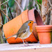 Robin In the Garden. by tonygig