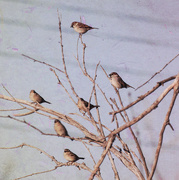 1st Mar 2020 - sparrows