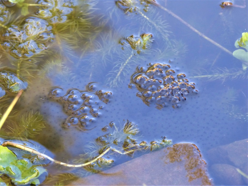  Frogspawn in the Pond!! by susiemc