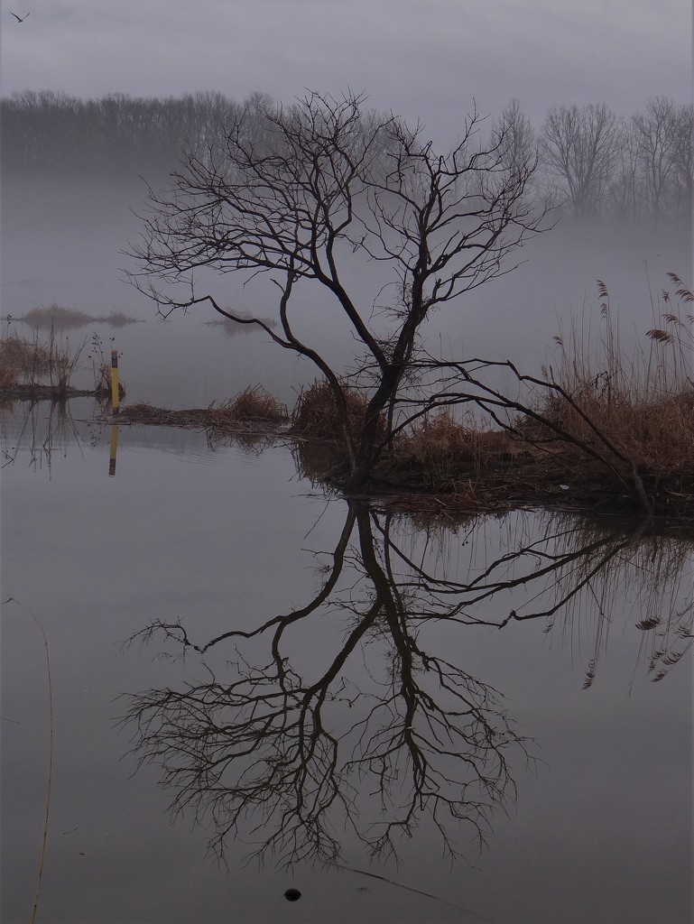 Beautiful Foggy Morning at the Lagoon by brillomick