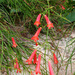 Firecracker Plant by larrysphotos