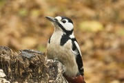 2nd Nov 2019 - woodpecker in Tier Garten