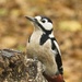 woodpecker in Tier Garten by helenhall