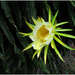 Dragon fruit flower by kerenmcsweeney