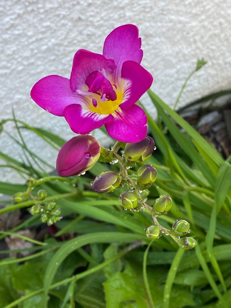 First freesia is blooming by thedarkroom