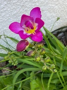 4th Mar 2020 - First freesia is blooming