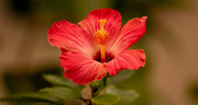 3rd Mar 2020 - Hibiscus Flower!