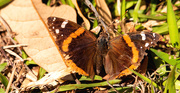 3rd Mar 2020 - Another Butterfly!