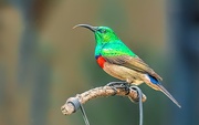 4th Mar 2020 - Double collared Sunbird