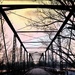 Old Trees, Old Bridge by lynnz