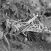 Desert Locust by ingrid01