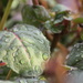 Rain soaked garden by kgolab