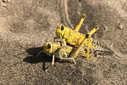 4th Mar 2020 - Desert Locusts
