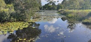 2nd Mar 2020 - Reflections at the Lilyponds