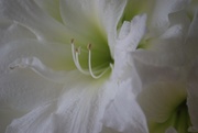 4th Mar 2020 - Amaryllis