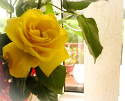 2nd Jan 2020 - yellow rose