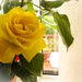 yellow rose by mumswaby
