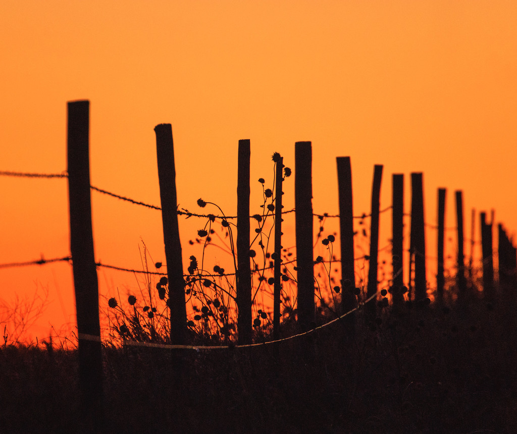 fenceline at sunset by aecasey