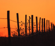 3rd Mar 2020 - fenceline at sunset