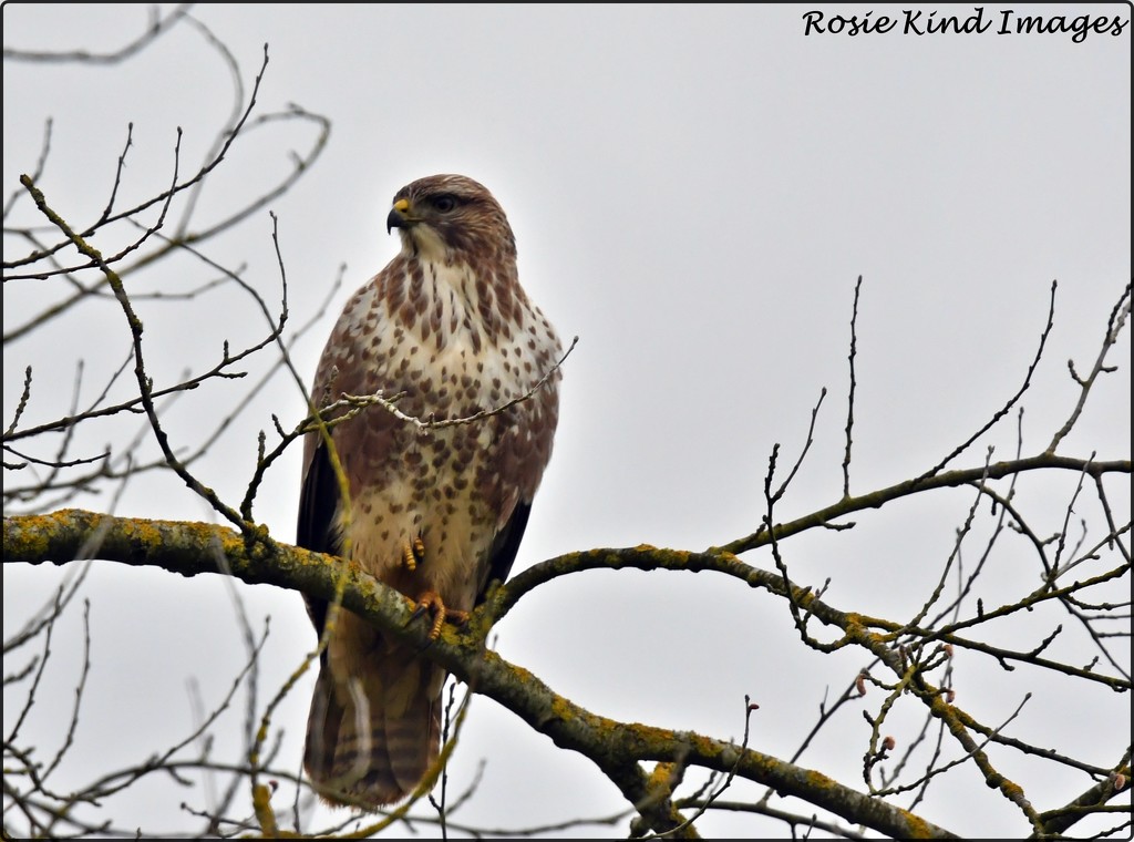 Buzzard by rosiekind