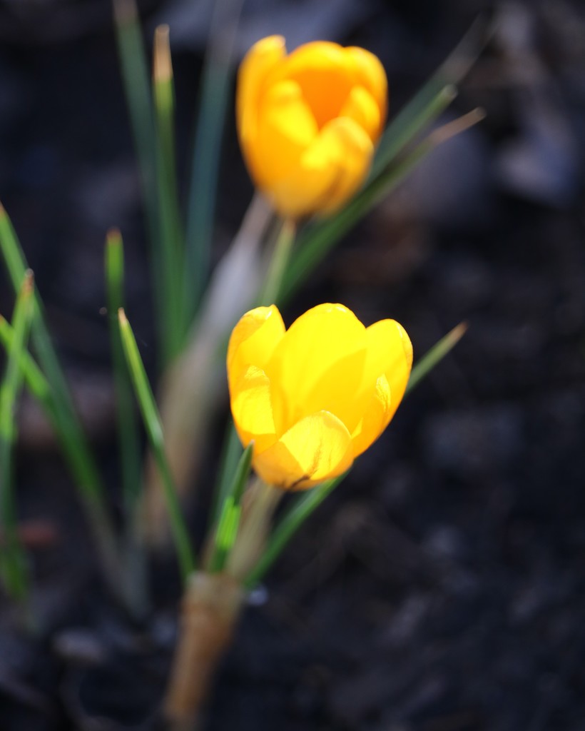 March 4: Yellow by daisymiller