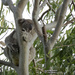 yep I'm stuck by koalagardens