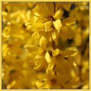 4th Mar 2020 - Can't Miss with Forsythia for Yellow