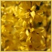 Can't Miss with Forsythia for Yellow by milaniet