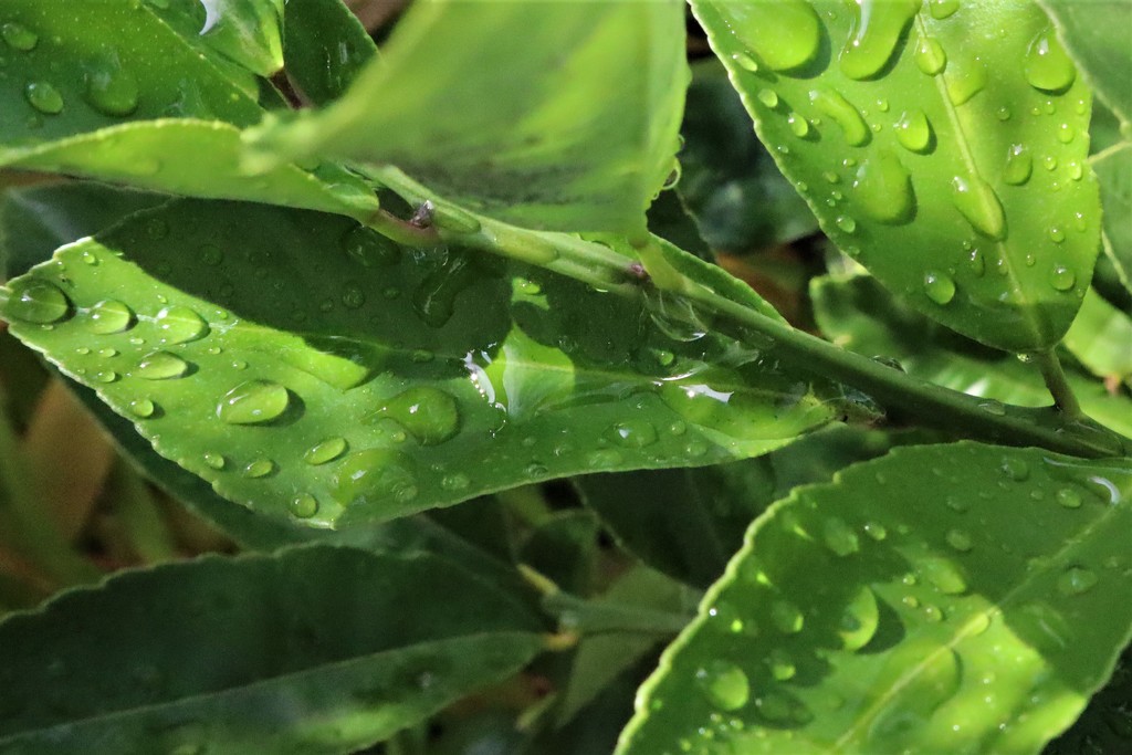 Rain Drops by sandradavies