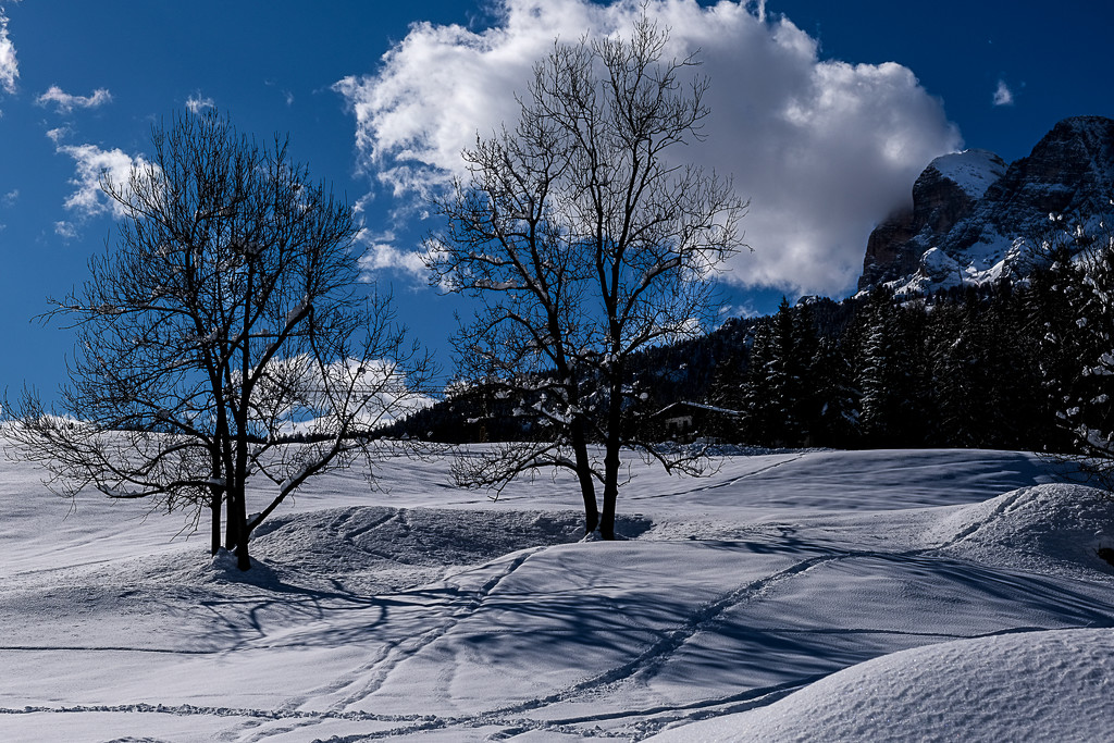 Snow and trees by caterina