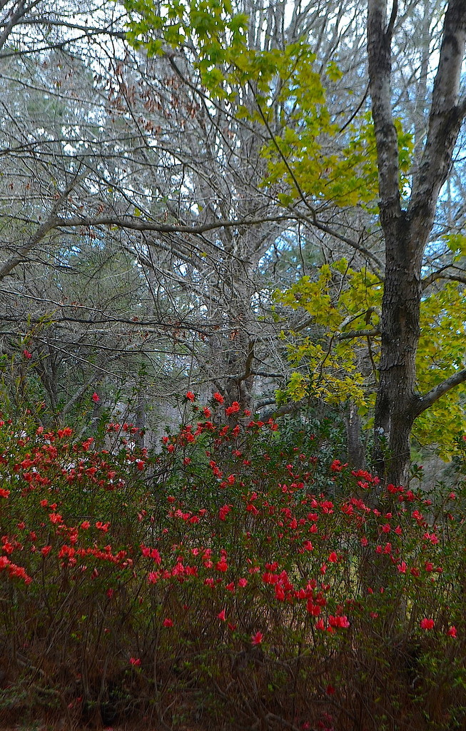 Spring woodland with azaleas  by congaree