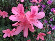 4th Mar 2020 - Beautiful azaleas — they are the hallmark on Spring here in coastal South Carolina
