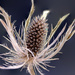 dried flower  by mv_wolfie