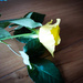 Simple rose by mumswaby