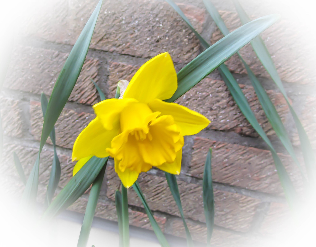 Daffodil by mumswaby