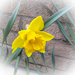 Daffodil by mumswaby