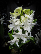 7th Jan 2020 - White Hyacinth