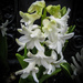 White Hyacinth by mumswaby