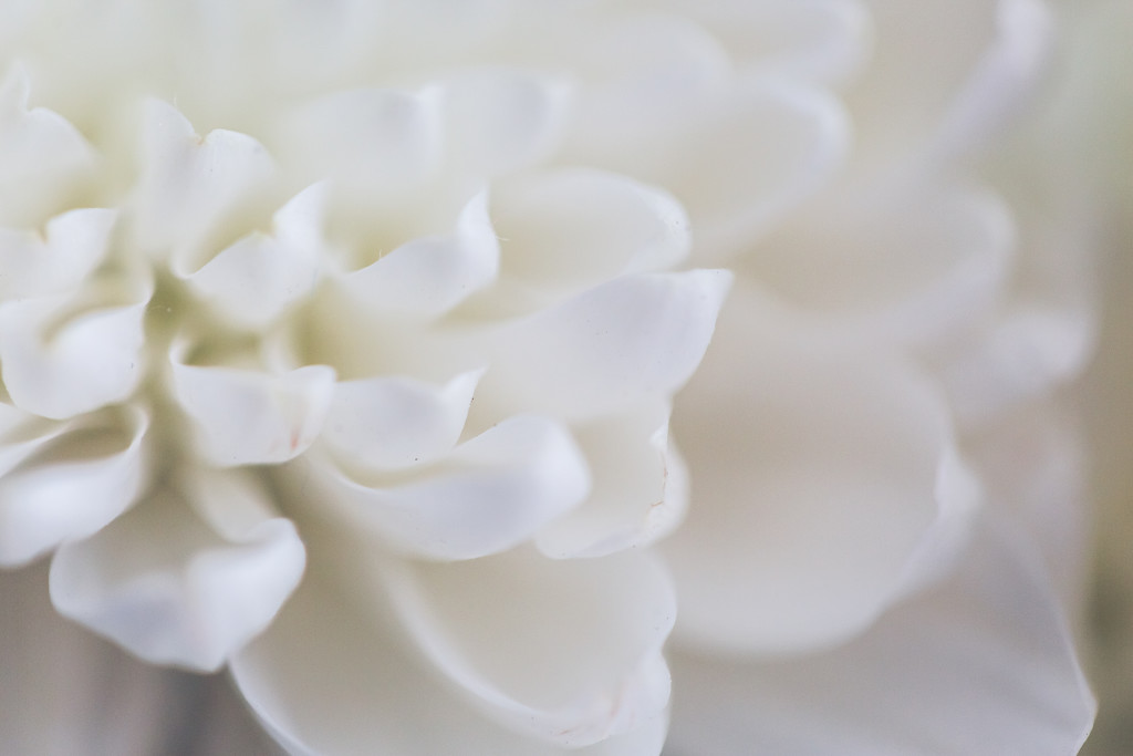 White Chrysanthemum by kph129