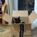 The Cat in the Box by snowy