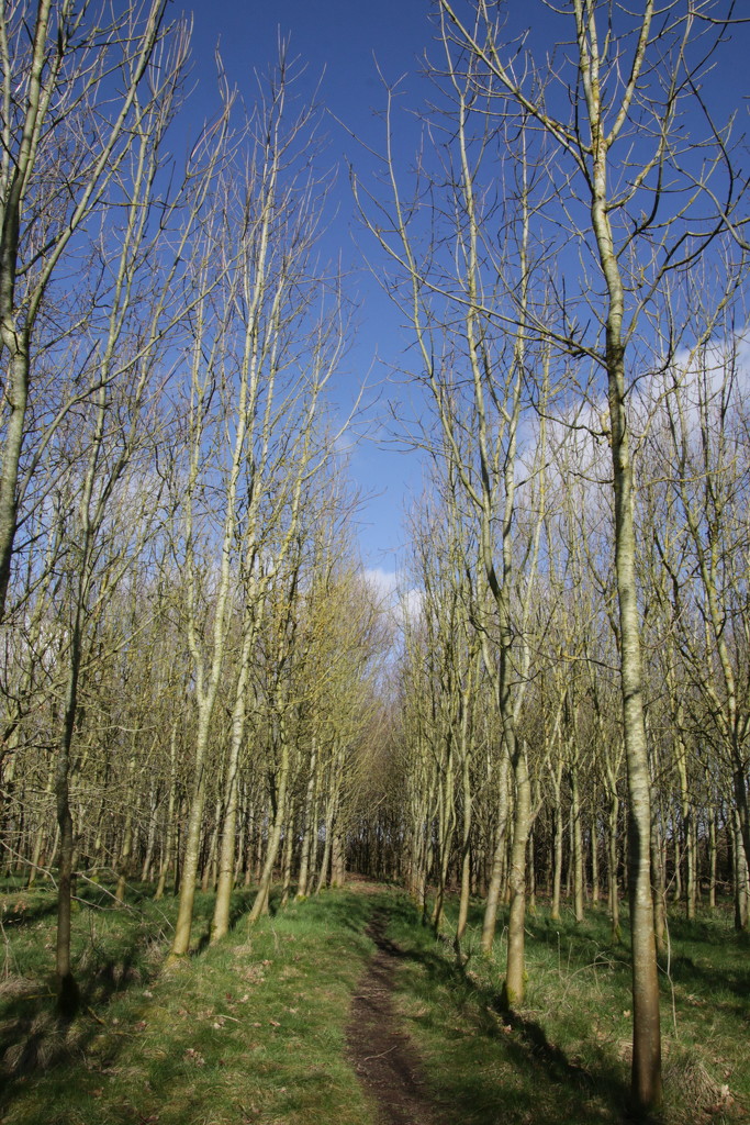 Silver birches by shepherdman
