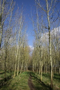 4th Mar 2020 - Silver birches