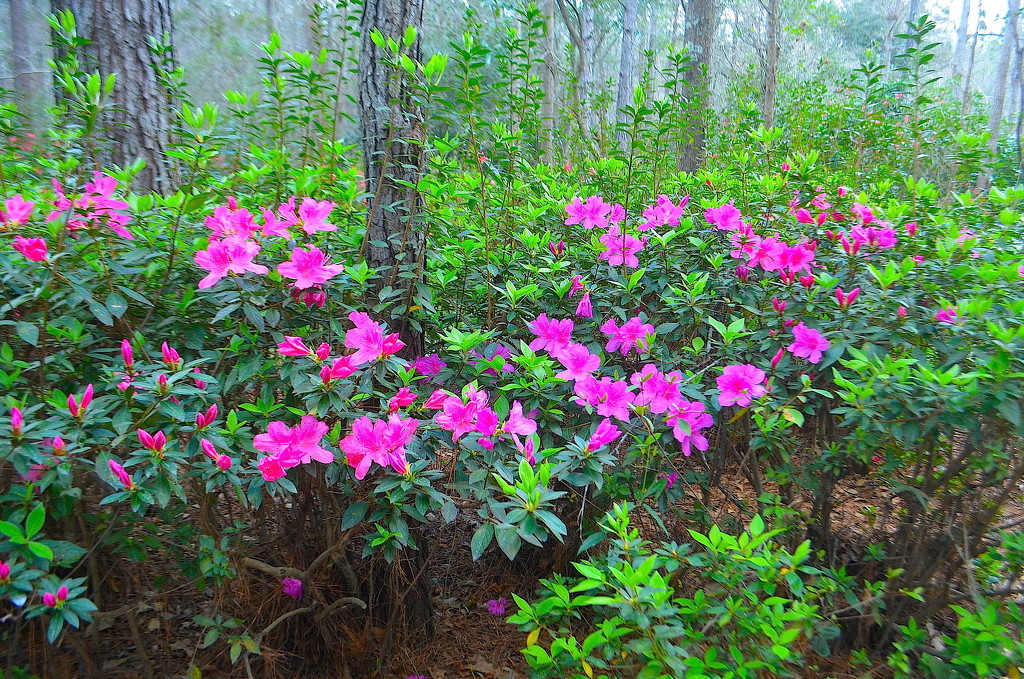 The hallmark of Spring here— azaleas in all their finery. by congaree