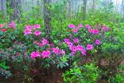 4th Mar 2020 - The hallmark of Spring here— azaleas in all their finery.