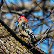 4th Mar 2020 - red-bellied woodpecker