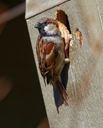 4th Mar 2020 - house sparrow 