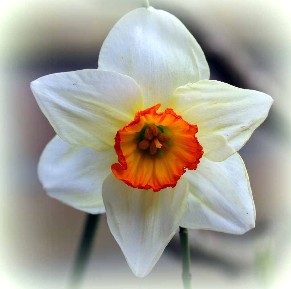 Spring flowers of our garden 1 (Narcissus) by pyrrhula