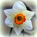 Spring flowers of our garden 1 (Narcissus) by pyrrhula