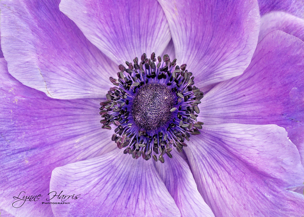 Purple Poppi by lynne5477
